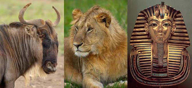 African Wildlife & Mask of King Tutankhamun